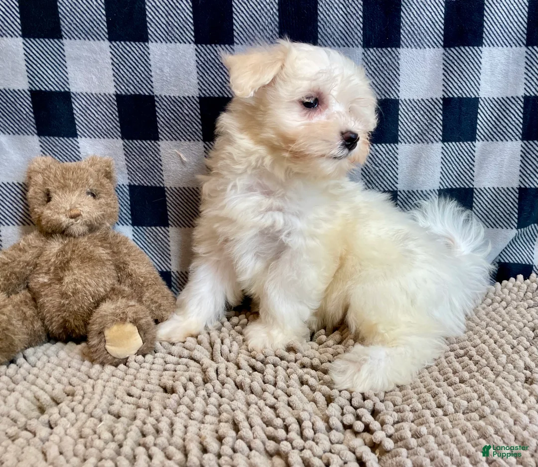 Mixed Breed dogs for sale: Sissy - Ad 16