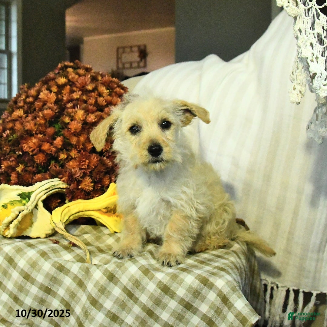 Mixed Breed dogs for sale: Della - Ad 2