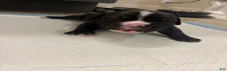 Mixed Breed dogs for sale: Mixed Breed 5 - Ad 11