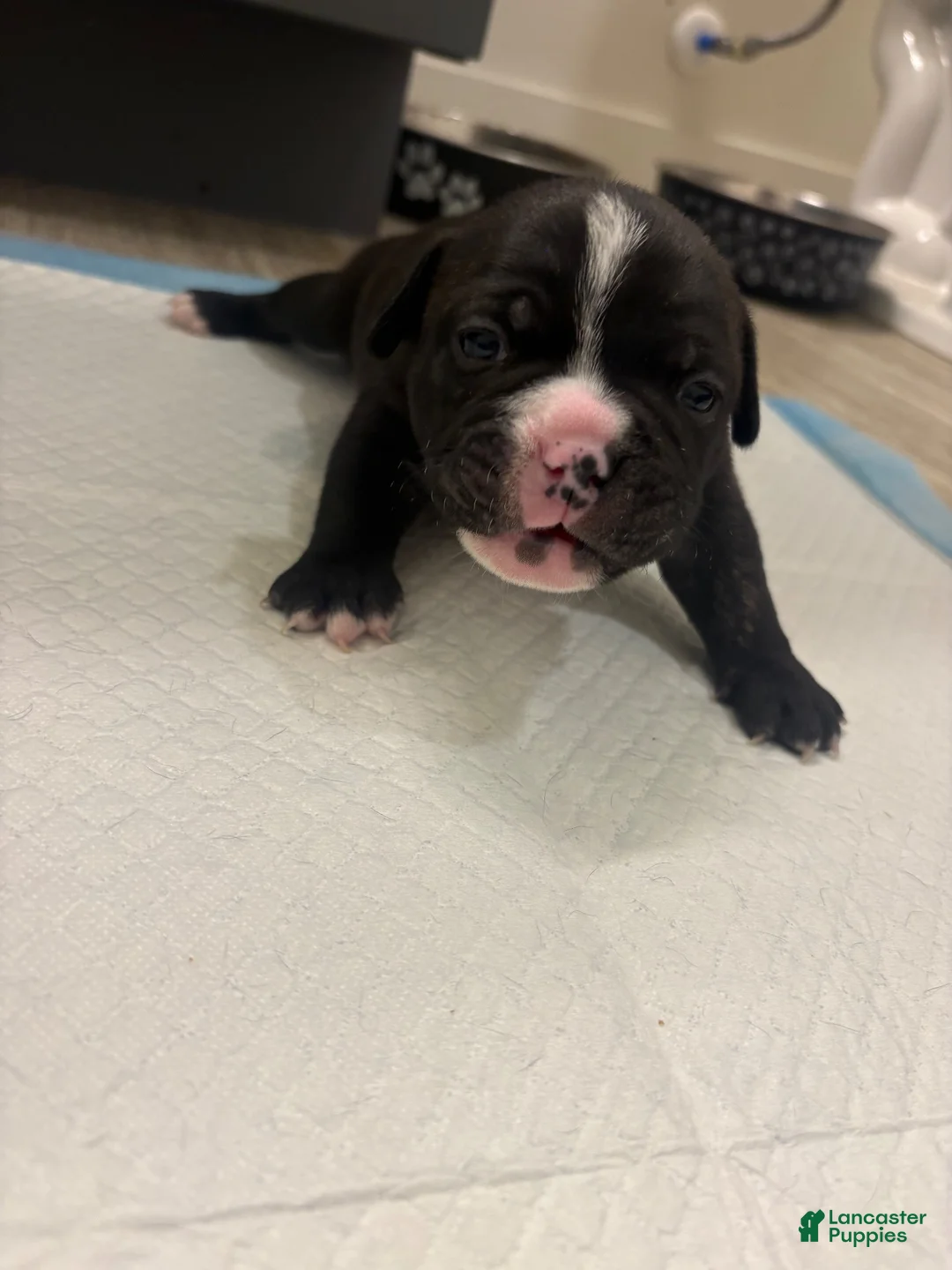 Mixed Breed dogs for sale: Mixed Breed 5 - Ad 11