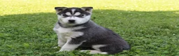 Siberian Husky dogs for sale: Willow - Ad 8
