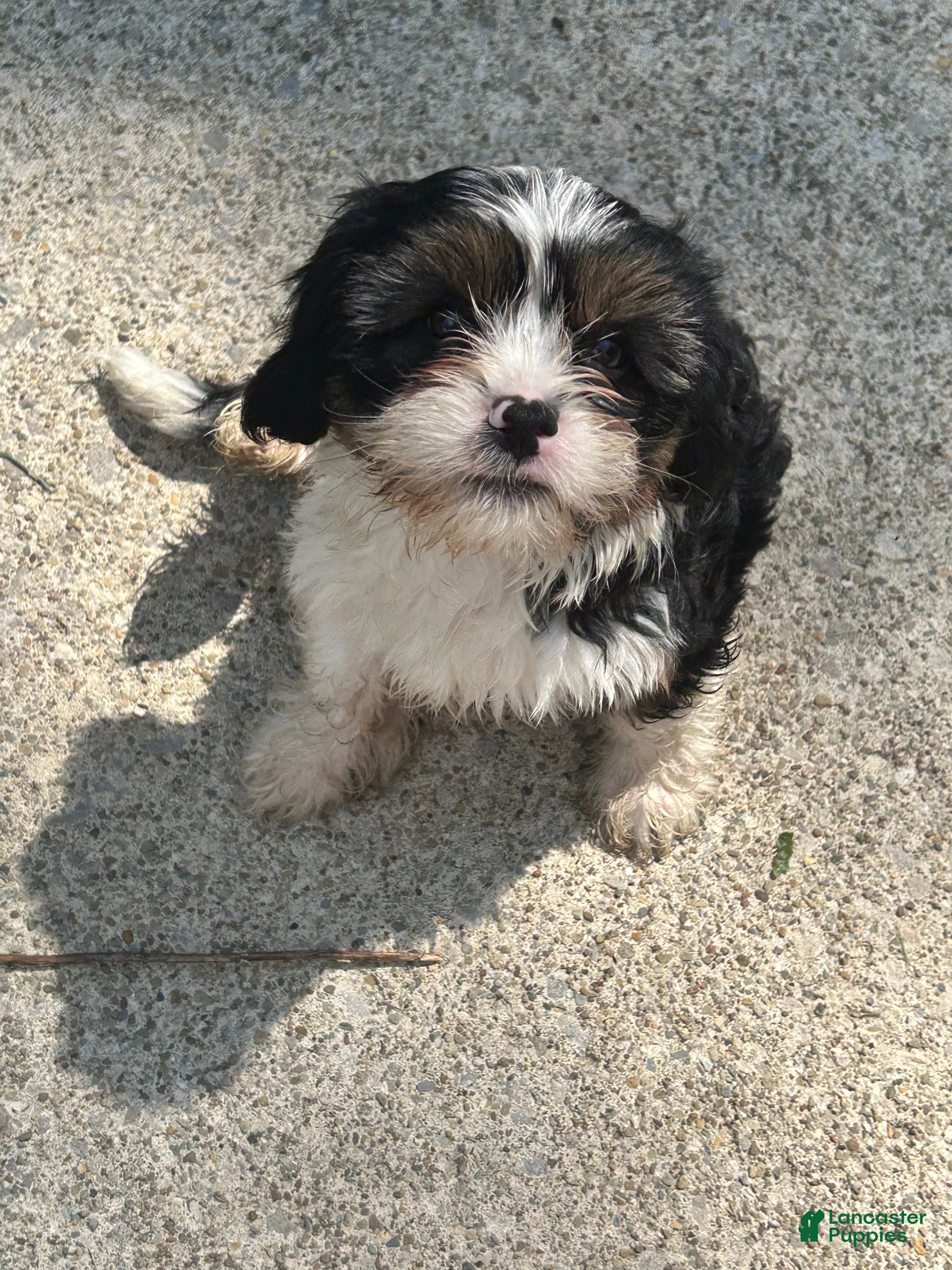Teddy Bear dogs Cisco - Ad 23