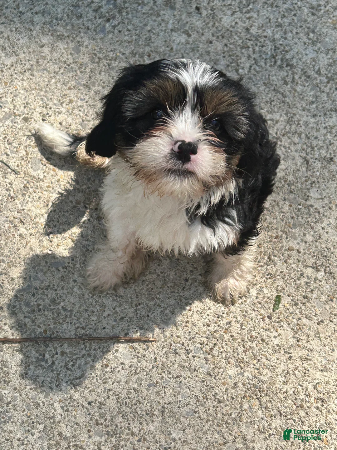 Teddy Bear dogs for sale: Cisco - Ad 1