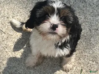 Teddy Bear dogs Cisco - Ad 23