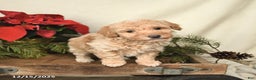Sheltiedoodle dogs for sale: Sunshine - Ad 4
