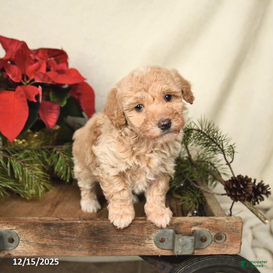 Sheltiedoodle dogs for sale: Sunshine - Ad 4
