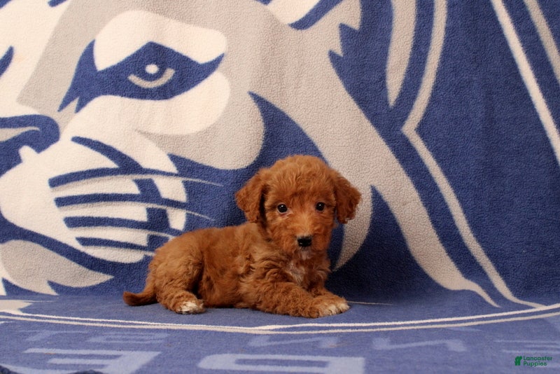 Mini Goldendoodle dogs Urbana - Ad 2