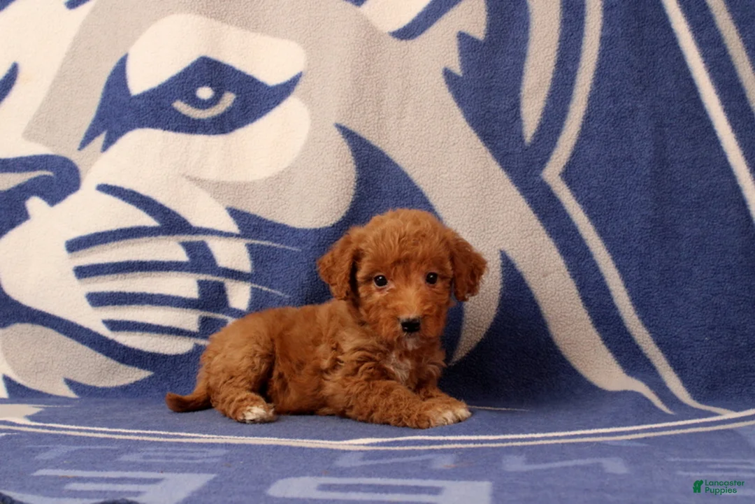 Mini Goldendoodle dogs for sale: Urbana - Ad 2
