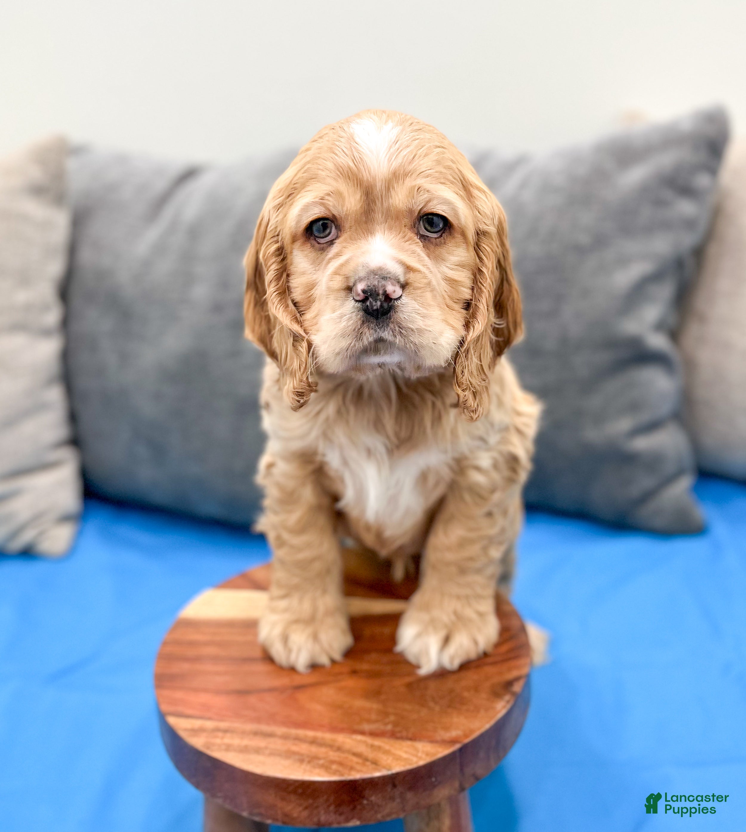 Cocker Spaniel dogs Henry - Ad 25