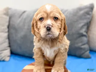 Cocker Spaniel dogs Henry - Ad 26