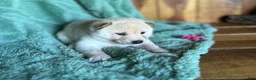Shiba Inu dogs for sale: Shiba Inu Puppy 2 - Ad 6