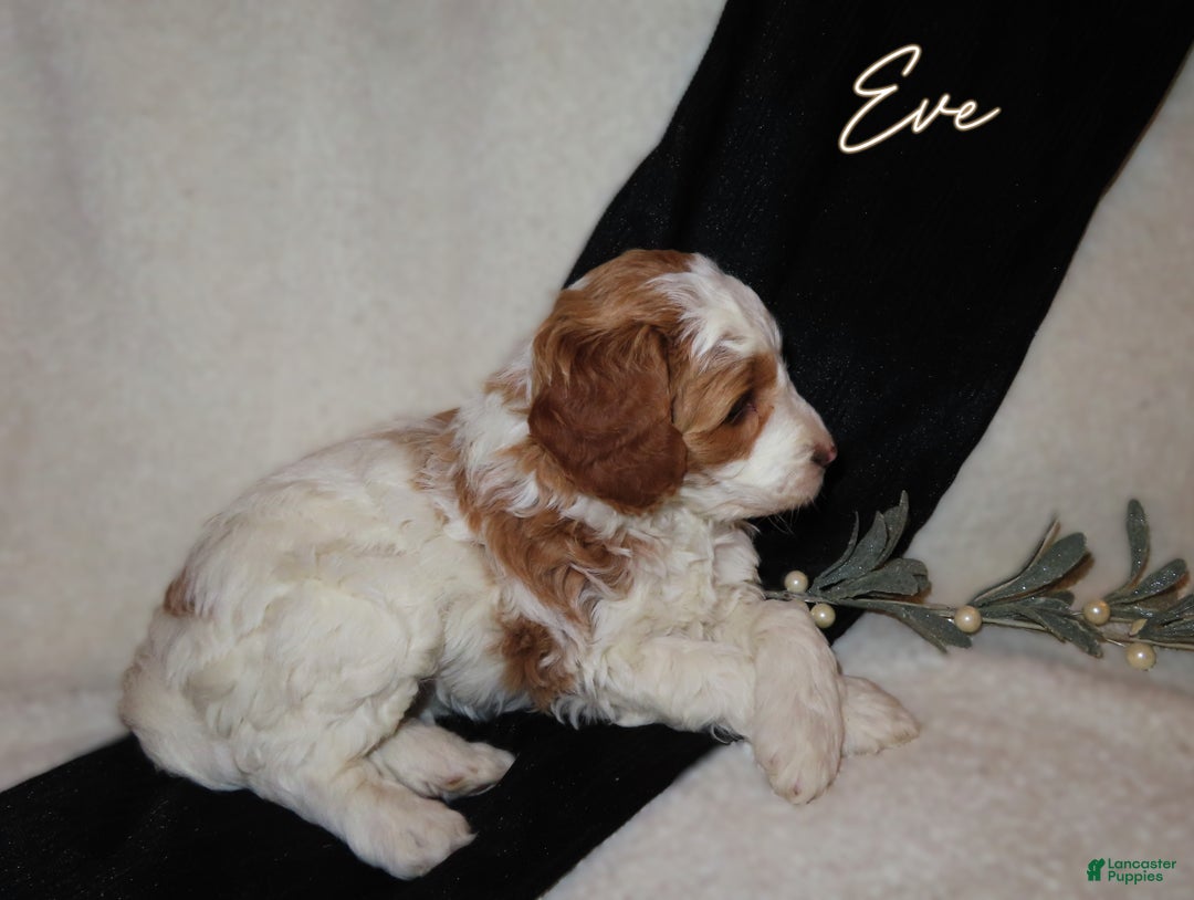 Mini Goldendoodle dogs for sale: Eve - Ad 2