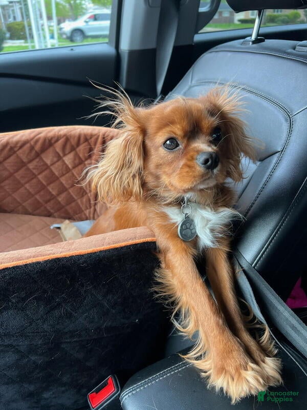 Cavalier King Charles Spaniel dogs for stud: RUBY Cavalier King Charles Spaniel STUD SERVICE - Ad 11