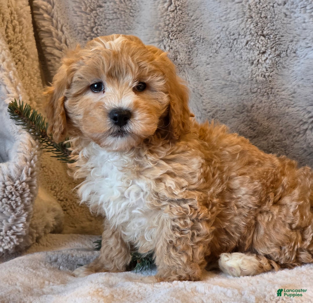 Shihpoo dogs for sale: Tanner - Ad 4