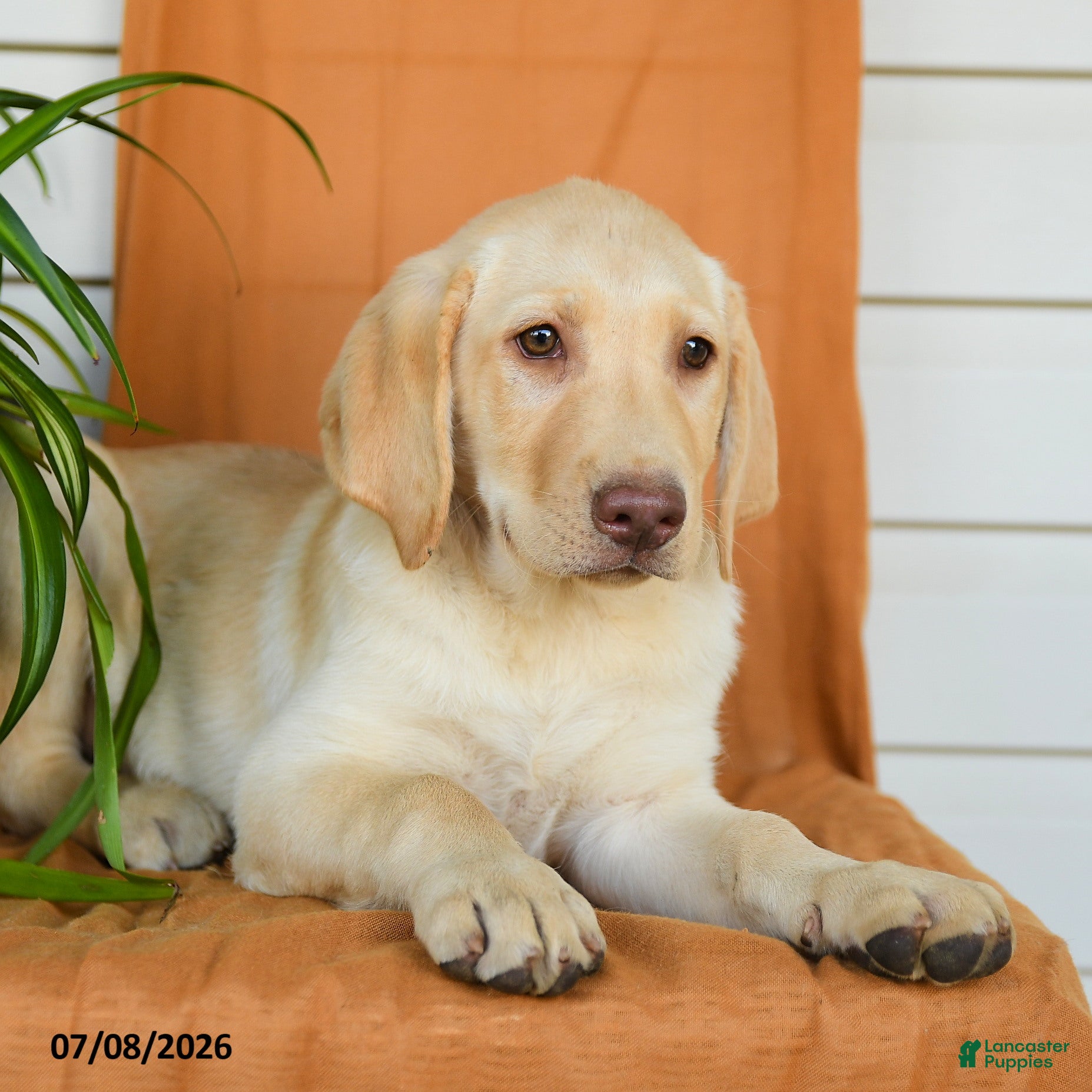 Labrador Retriever dogs Alexa - Ad 2