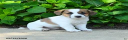 Jack Russell Terrier dogs for sale: Bennett - Ad 3