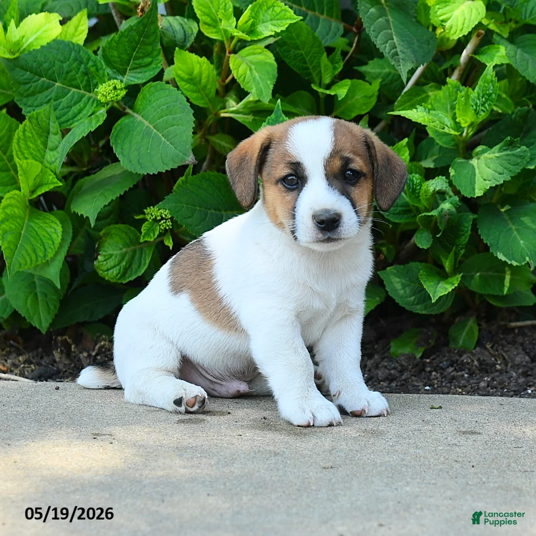 Jack Russell Terrier dogs for sale: Bennett - Ad 3