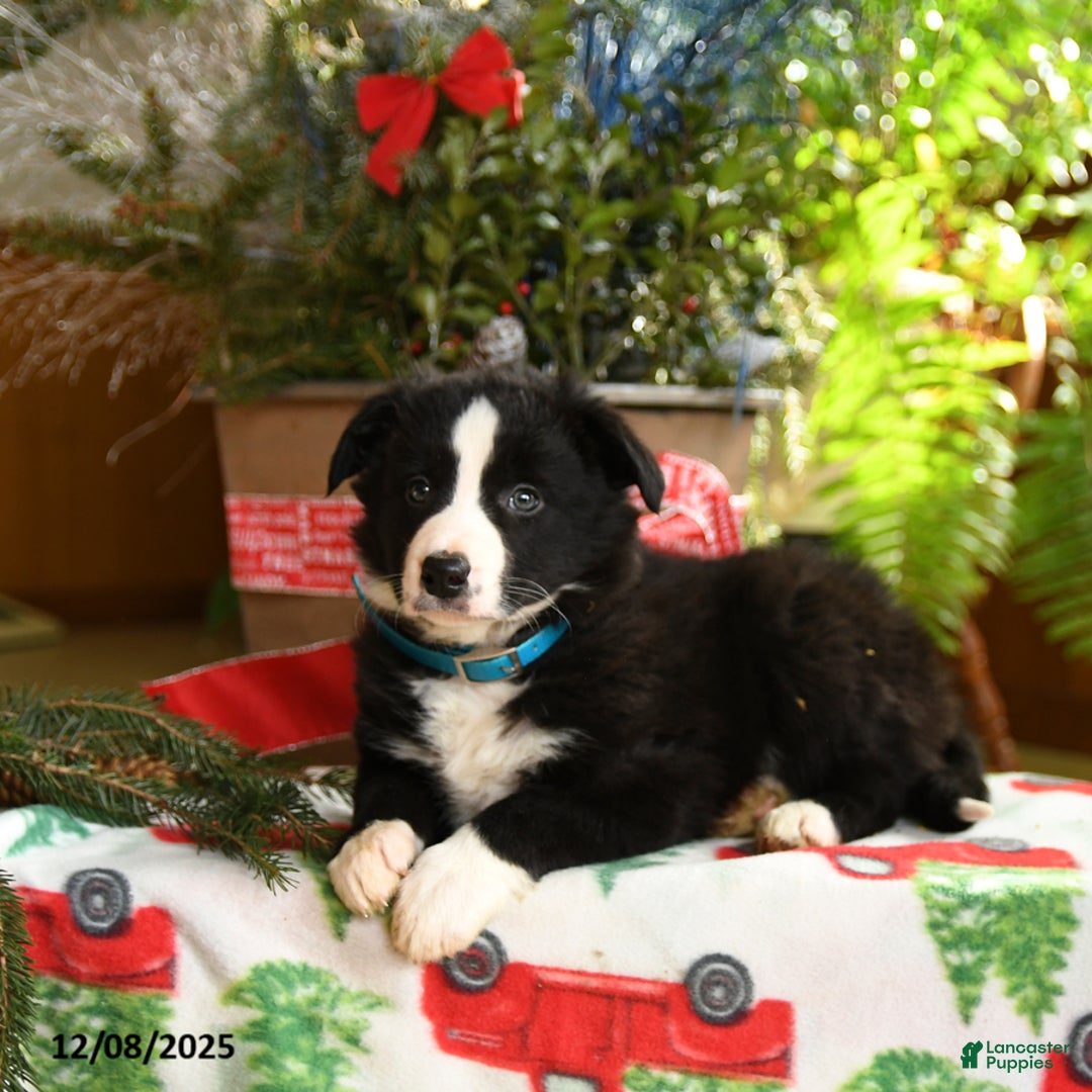 Border Collie dogs for sale: Charlie - Ad 2
