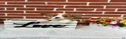 Welsh Corgi Pembroke dogs for sale: Benny - Ad 4