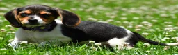 Beagle dogs for sale: Vicky - Ad 6