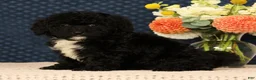 Mini Bernedoodle dogs for sale: Gina - Ad 8