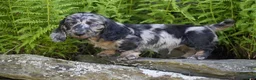 Miniature Dachshund dogs for sale: Snuggle - Ad 3