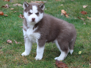 Siberian Husky dogs Timber - Ad 24