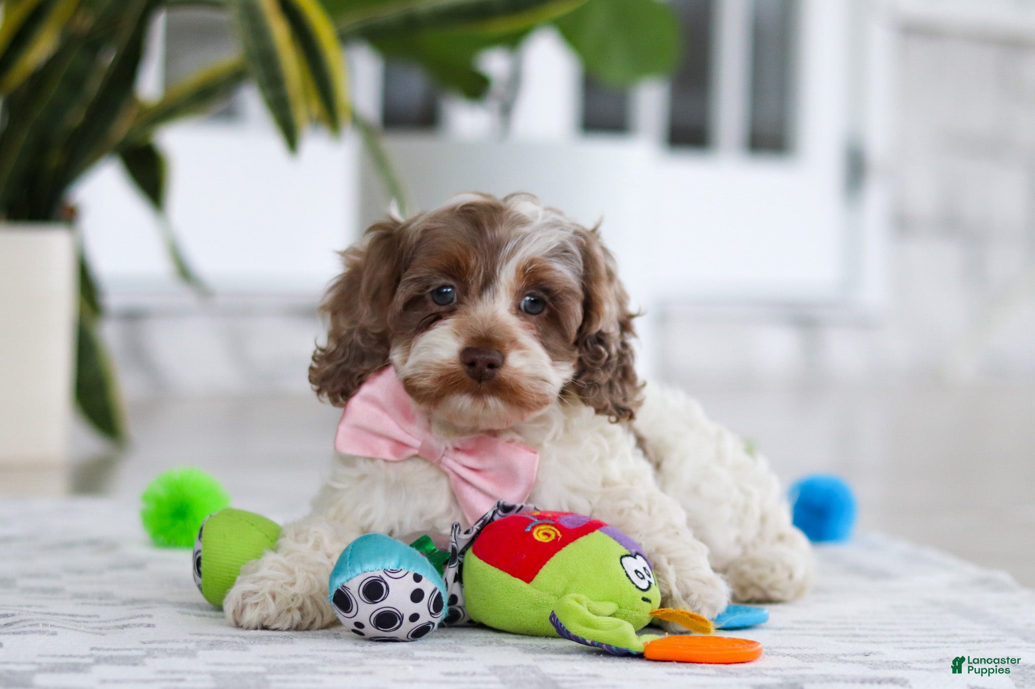 Cockapoo dogs Sage - Ad 1