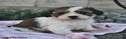 Mixed Breed dogs for sale: Bonnie  - Ad 4
