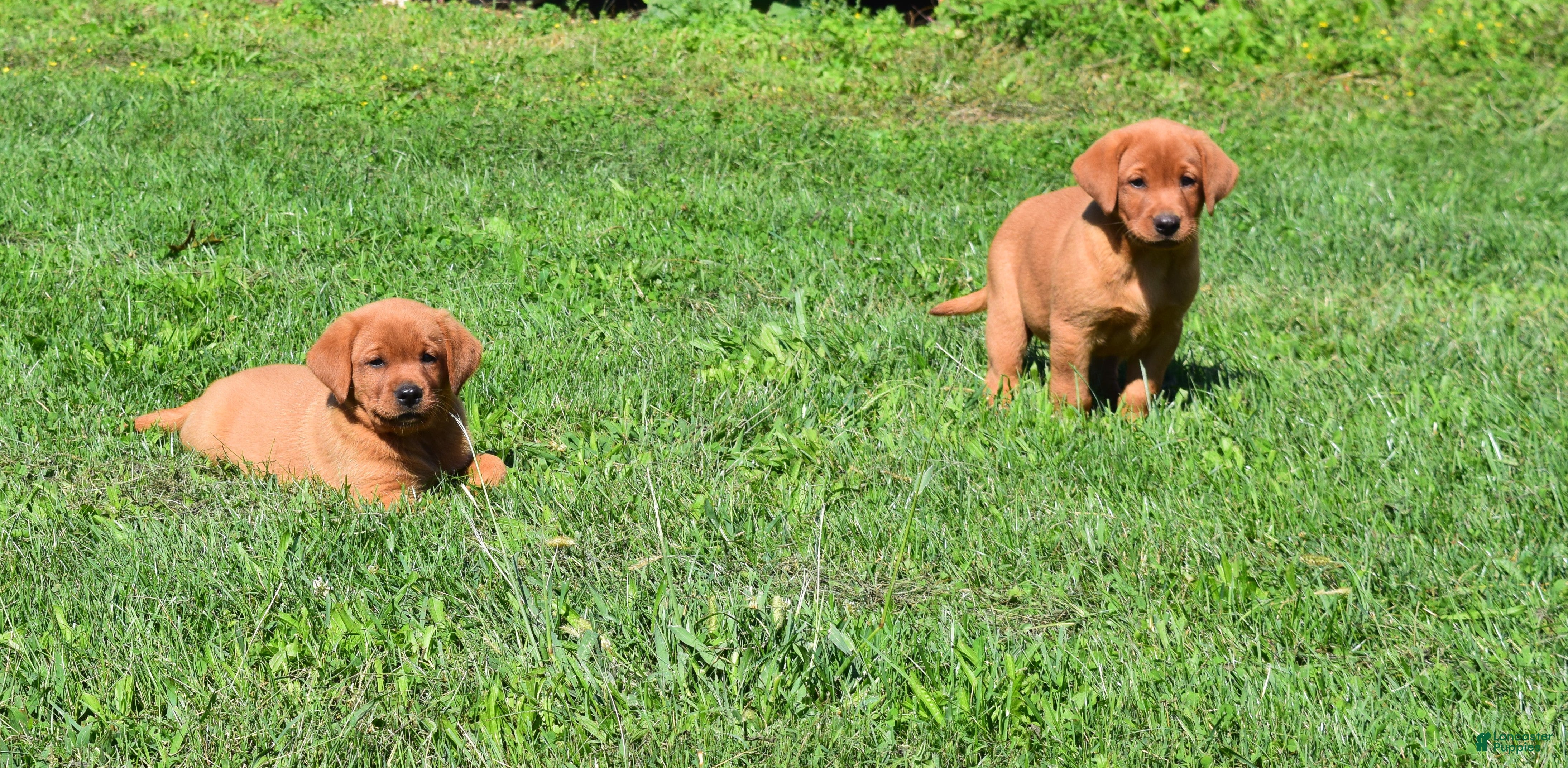 Labrador Retriever dogs Sunny - Ad 2