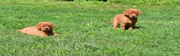 Labrador Retriever dogs for sale: Sunny - Ad 2