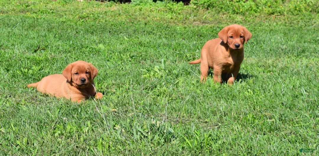 Labrador Retriever dogs for sale: Sunny - Ad 2