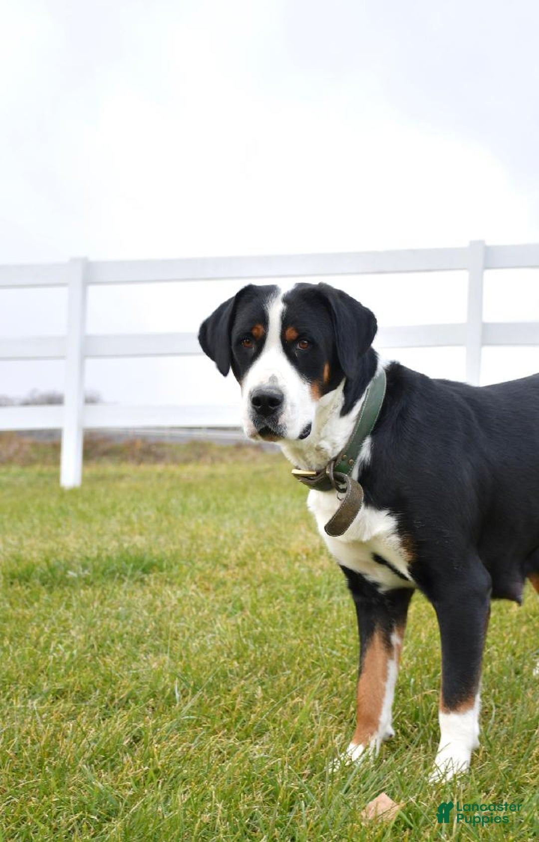 Greater Swiss Mountain Dog dogs for sale: Greater Swiss Mountain Dog Puppy 1 - Ad 3
