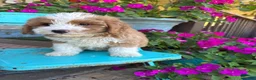 Mini Bernedoodle dogs for sale: Dolly - Ad 5