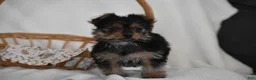 Yorkshire Terrier dogs for sale: Olivia - Ad 5