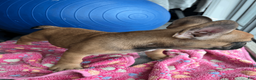 French Bulldog dogs for sale: COCOA - Ad 3