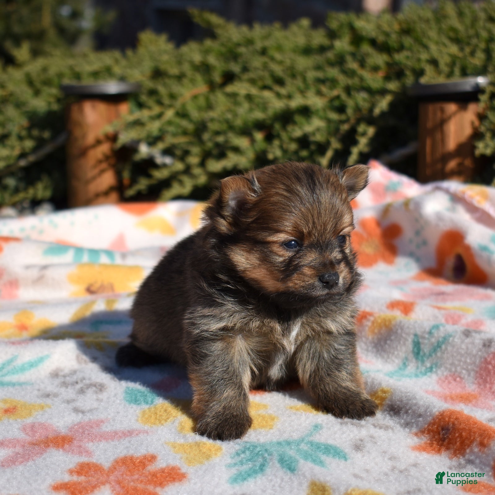 Pomeranian dogs Daisy  - Ad 2