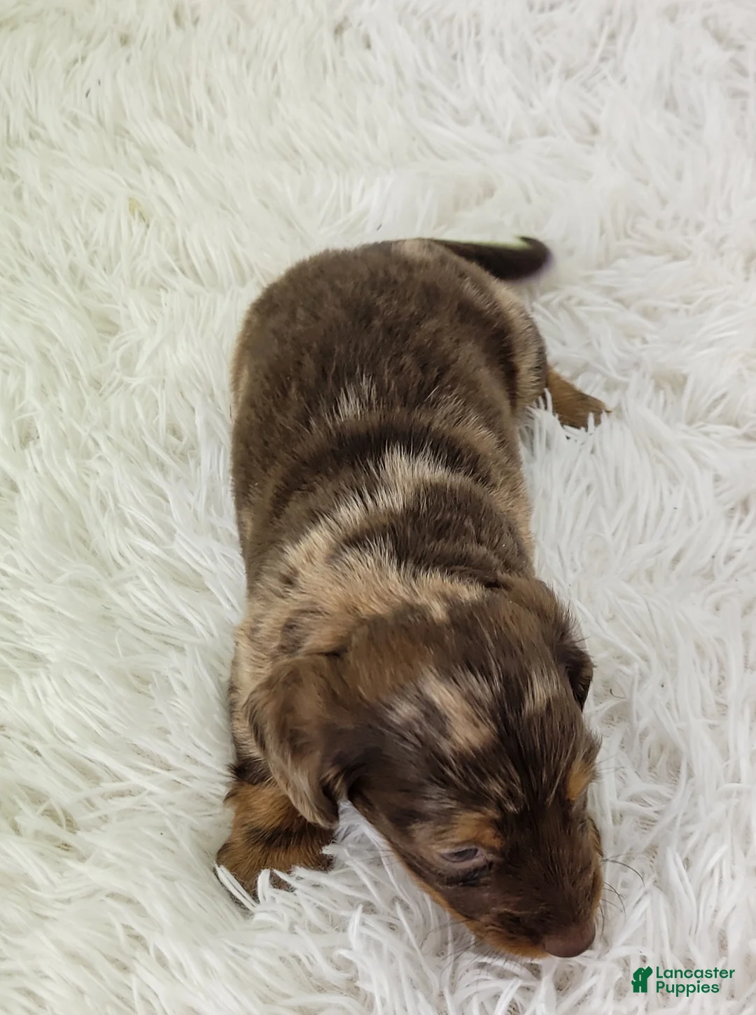 Dachshund dogs for sale: Ollie - Ad 12