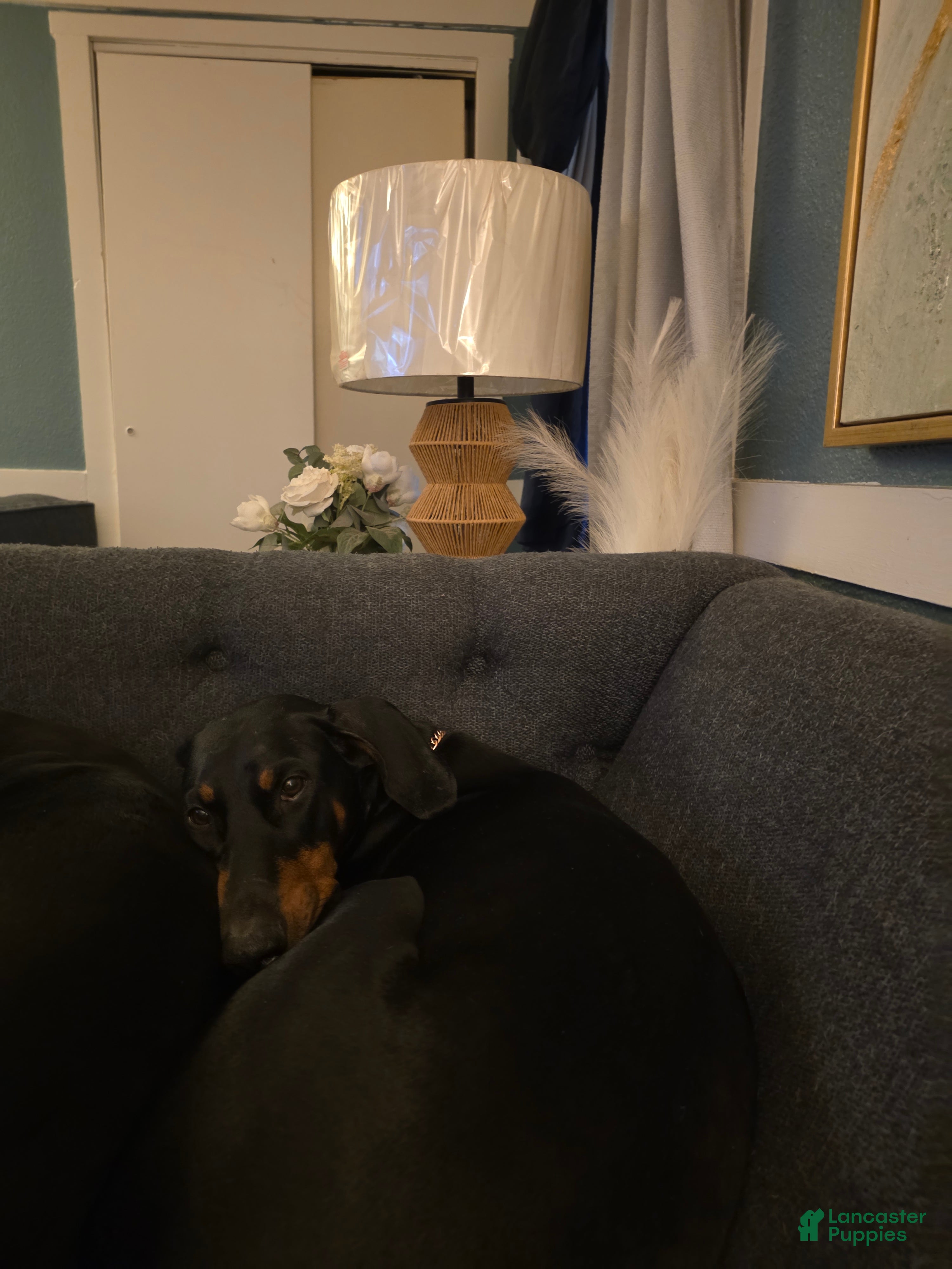 Doberman Pinscher dogs Doberman Pinscher Puppy 2 - Ad 29