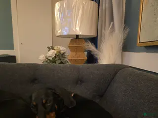 Doberman Pinscher dogs Doberman Pinscher Puppy 2 - Ad 29