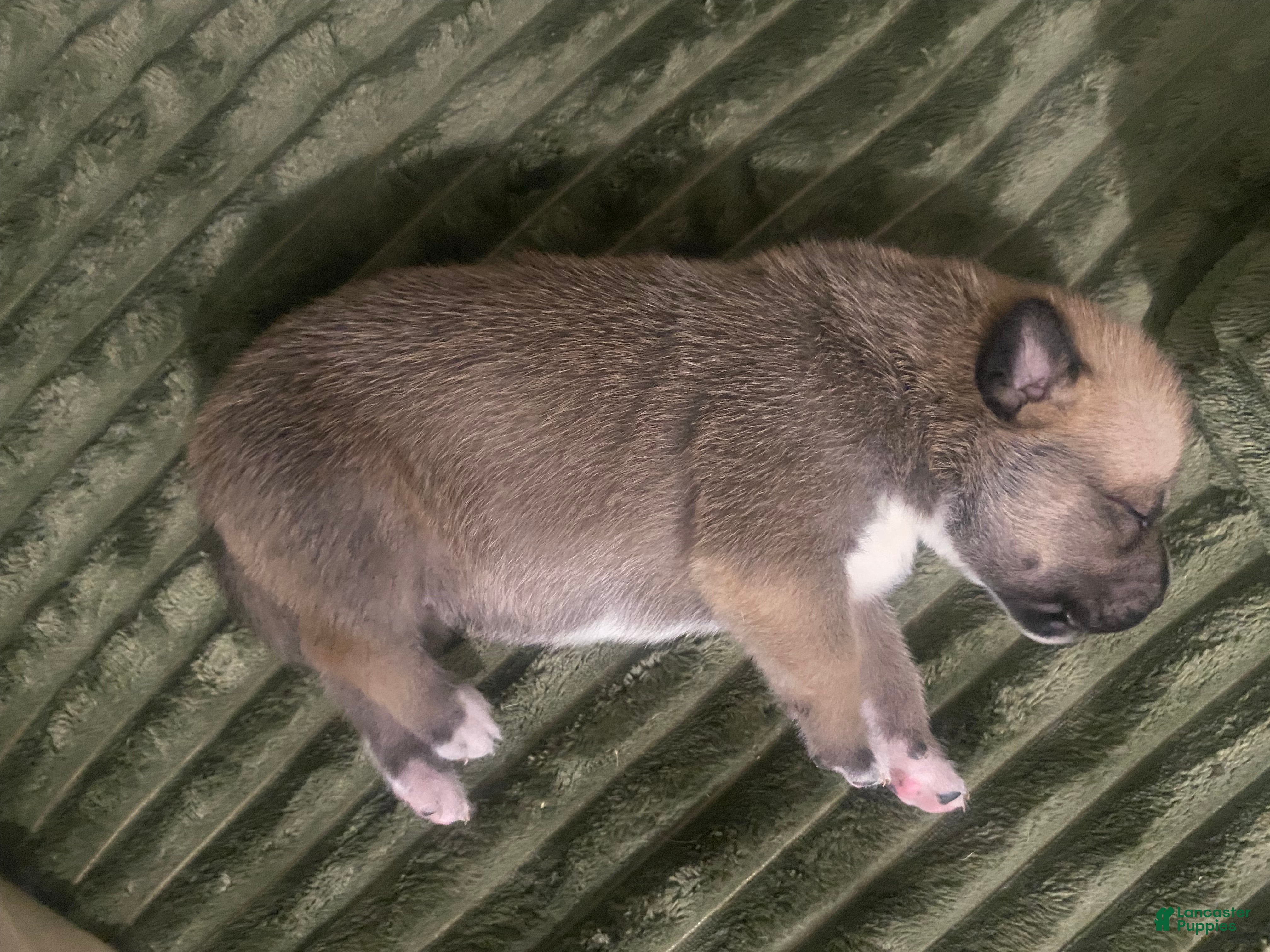Mixed Breed dogs ACE  - Ad 39