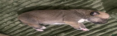 ACE 