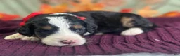 Bernedoodle dogs for sale: Indie - Ad 3