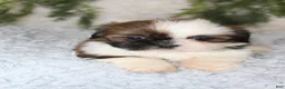 Shih Tzu dogs for sale: Shih Tzu 2 - Ad 4