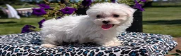 Maltese dogs for sale: Trixie - Ad 3