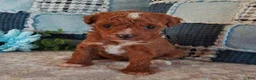 Toy Poodle dogs for sale: Ruby  - Ad 1