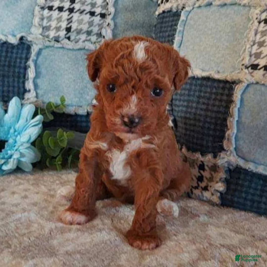 Toy Poodle dogs for sale: Ruby  - Ad 1