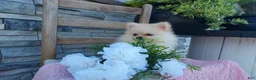 Pomeranian dogs for sale: Heildi - Ad 4