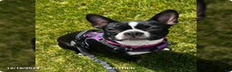 Boston Terrier dogs for sale: Pepperment - Ad 2