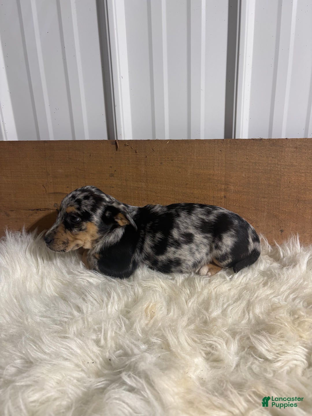 Mixed Breed dogs for sale: Mixed Breed Puppy 5 - Ad 3